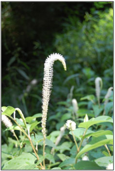Lizardtail 2